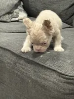 Carlito , a male French Bulldog for sale in Folsom, CA – 10 of 10