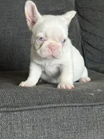 Pink Bella , a female French Bulldog for sale in Folsom, CA – 10 of 10