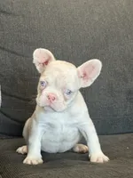 Cheeto , a male French Bulldog for sale in Folsom, CA – 3 of 10