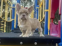 Rondo, a male French Bulldog for sale in Folsom, CA – Photo 3 of 8