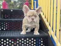 Rondo, a male French Bulldog for sale in Folsom, CA – Photo 4 of 8