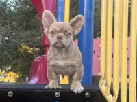 Rondo, a male French Bulldog for sale in Folsom, CA – Photo 6 of 8