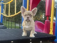 Rondo, a male French Bulldog for sale in Folsom, CA – Photo 8 of 8