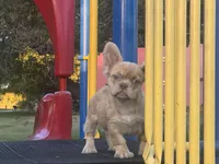 Rondo, a male French Bulldog for sale in Folsom, CA – Photo 2 of 8