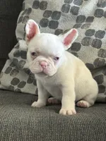 Pinkey, a male French Bulldog for sale in Folsom, CA – 4 of 9