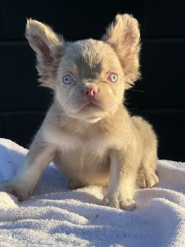 Carlito  – French Bulldog puppy for sale in Folsom, CA