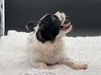 Pied Piper, a female French Bulldog for sale in Folsom, CA – Photo 10 of 10