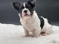 Pied Piper, a female French Bulldog for sale in Folsom, CA – Photo 1 of 10