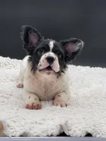 Pied Piper, a female French Bulldog for sale in Folsom, CA – Photo 7 of 10