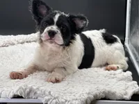 Pied Piper, a female French Bulldog for sale in Folsom, CA – Photo 6 of 10