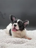 Pied Piper, a female French Bulldog for sale in Folsom, CA – Photo 9 of 10