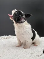 Pied Piper, a female French Bulldog for sale in Folsom, CA – Photo 5 of 10