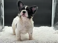 Pied Piper, a female French Bulldog for sale in Folsom, CA – Photo 3 of 10