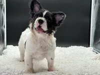 Pied Piper, a female French Bulldog for sale in Folsom, CA – Photo 2 of 10