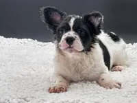 Pied Piper, a female French Bulldog for sale in Folsom, CA – Photo 8 of 10