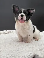 Pied Piper, a female French Bulldog for sale in Folsom, CA – Photo 4 of 10