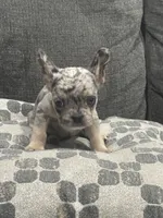 Gumball, a male French Bulldog for sale in Folsom, CA – 5 of 10