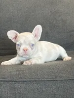 Cheeto , a male French Bulldog for sale in Folsom, CA – 7 of 10