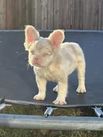 Pink Prince, a male French Bulldog for sale in Folsom, CA – 10 of 10
