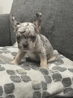 Gumball, a male French Bulldog for sale in Folsom, CA – 9 of 10