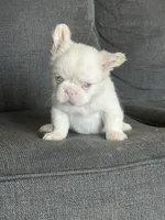 Pink Polka, a female French Bulldog for sale in Folsom, CA – 3 of 10