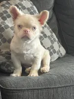 PINK POOKIE, a male French Bulldog for sale in Folsom, CA – 6 of 10