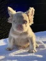 Carlito , a male French Bulldog for sale in Folsom, CA – 3 of 8