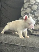 Pinkey, a male French Bulldog for sale in Folsom, CA – 8 of 9