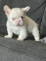 Pink Polka, a female French Bulldog for sale in Folsom, CA – 9 of 10