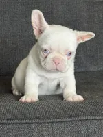 Pink Bella , a female French Bulldog for sale in Folsom, CA – 7 of 10