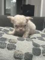 Ewok, a female French Bulldog for sale in Folsom, CA – 6 of 6