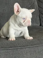 Pink Bella , a female French Bulldog for sale in Folsom, CA – 8 of 10