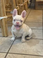 Pinkey, a male French Bulldog for sale in Folsom, CA – 5 of 10