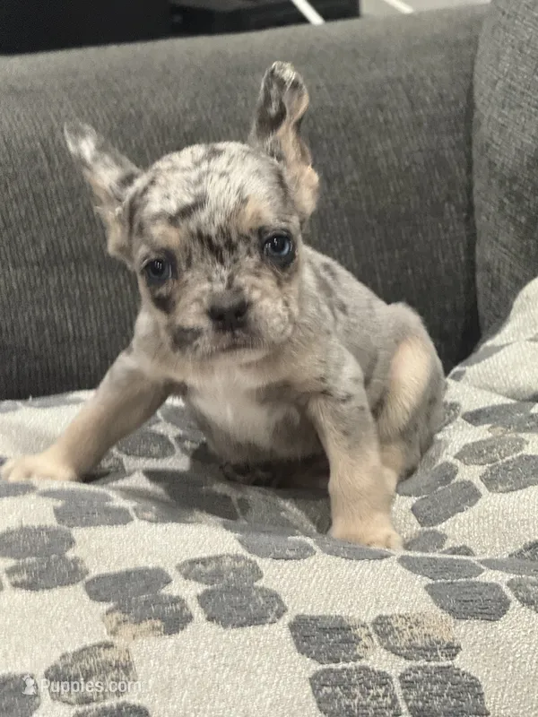 Gumball – French Bulldog puppy for sale in Folsom, CA