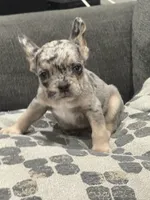 Gumball, a male French Bulldog for sale in Folsom, CA – 1 of 10