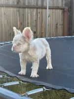 Pink Prince, a male French Bulldog for sale in Folsom, CA – 5 of 10