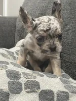 Gumball, a male French Bulldog for sale in Folsom, CA – 7 of 10