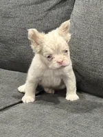 Pink Princess, a female French Bulldog for sale in Folsom, CA – 8 of 10