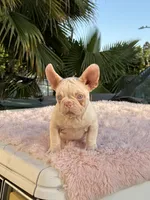 PINK BONNIE, a female French Bulldog for sale in Folsom, CA – Photo 2 of 10