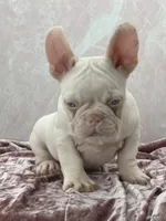 PINK BONNIE, a female French Bulldog for sale in Folsom, CA – Photo 1 of 10