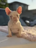 PINK BONNIE, a female French Bulldog for sale in Folsom, CA – Photo 4 of 10