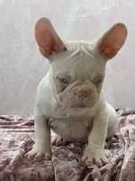 PINK BONNIE, a female French Bulldog for sale in Folsom, CA – Photo 6 of 10