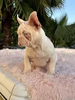 PINK BONNIE, a female French Bulldog for sale in Folsom, CA – Photo 5 of 10