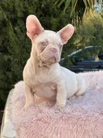 PINK BONNIE, a female French Bulldog for sale in Folsom, CA – Photo 8 of 10