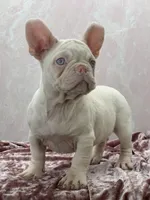 PINK BONNIE, a female French Bulldog for sale in Folsom, CA – Photo 9 of 10