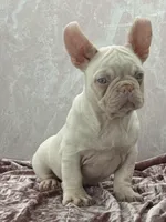 PINK BONNIE, a female French Bulldog for sale in Folsom, CA – Photo 3 of 10
