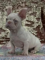 PINK BONNIE, a female French Bulldog for sale in Folsom, CA – Photo 7 of 10