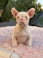 PINK BONNIE, a female French Bulldog for sale in Folsom, CA – Photo 10 of 10