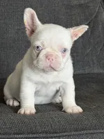 Pink Bella , a female French Bulldog for sale in Folsom, CA – 5 of 10