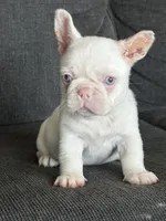 Pink Bella , a female French Bulldog for sale in Folsom, CA – 6 of 10